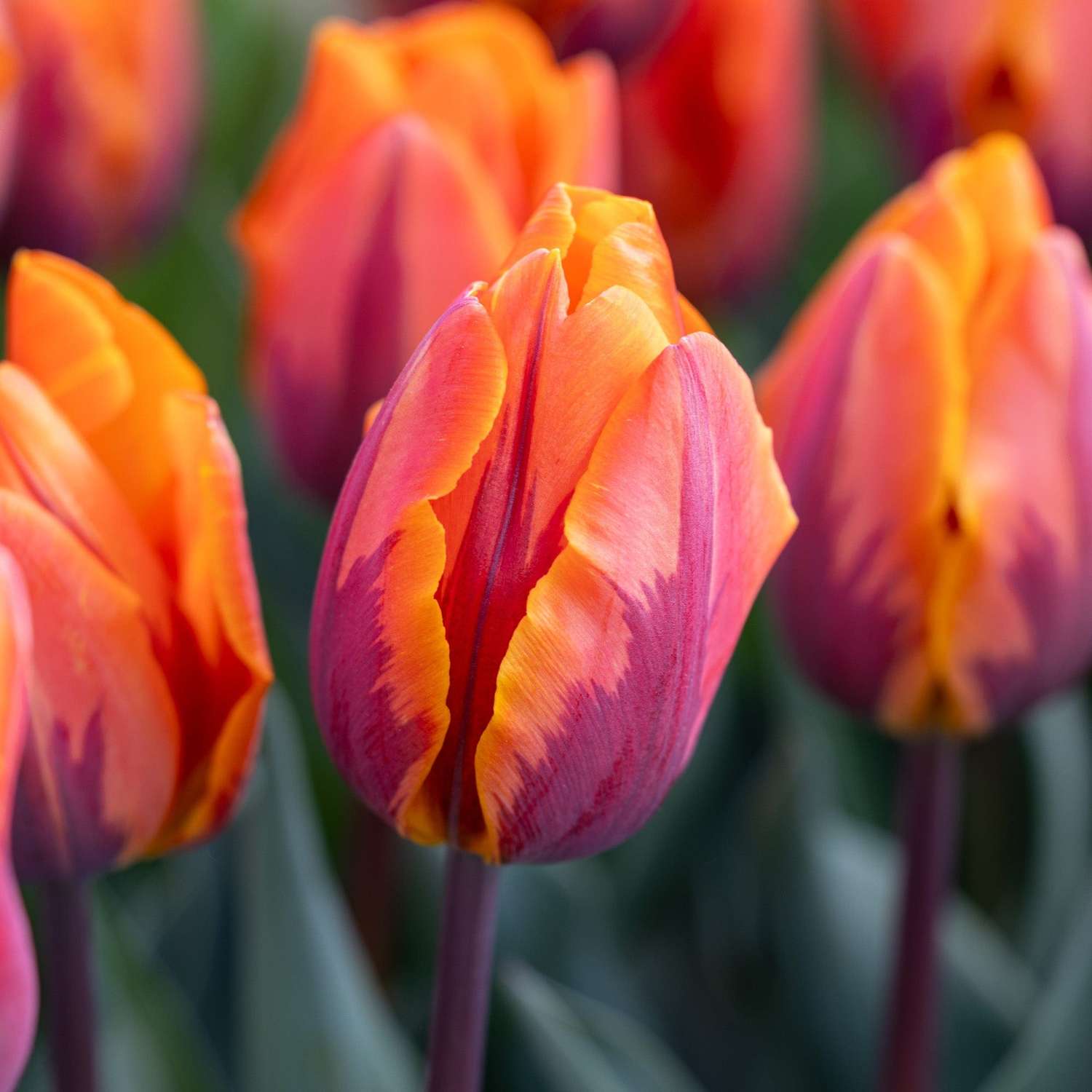 Tulpe 'Princess Irene' - Tulipaner